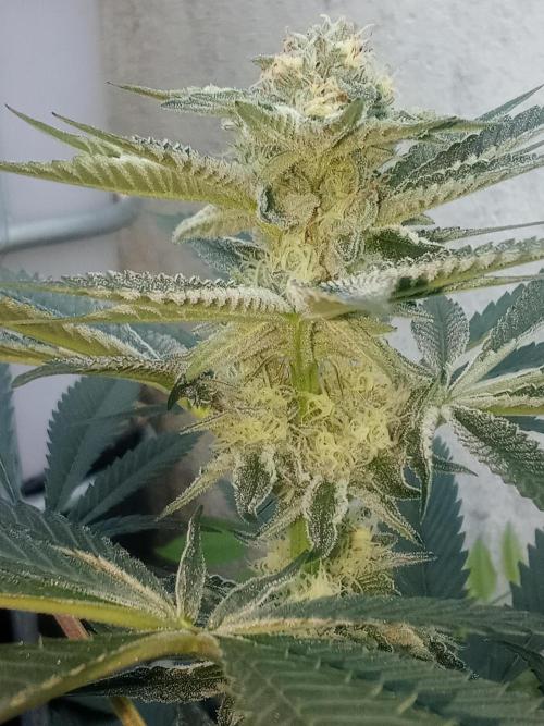 Sacred Terps _Chimera#3 X Bio Tabs. Week 11
