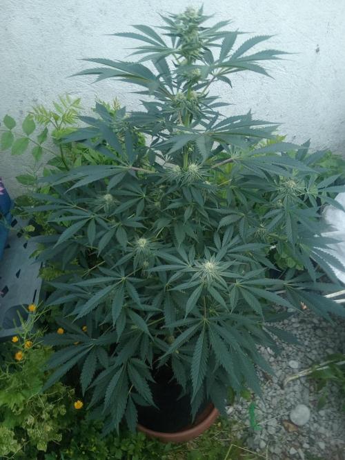 Sacred Terps _Chimera#3 X Bio Tabs. Week 11