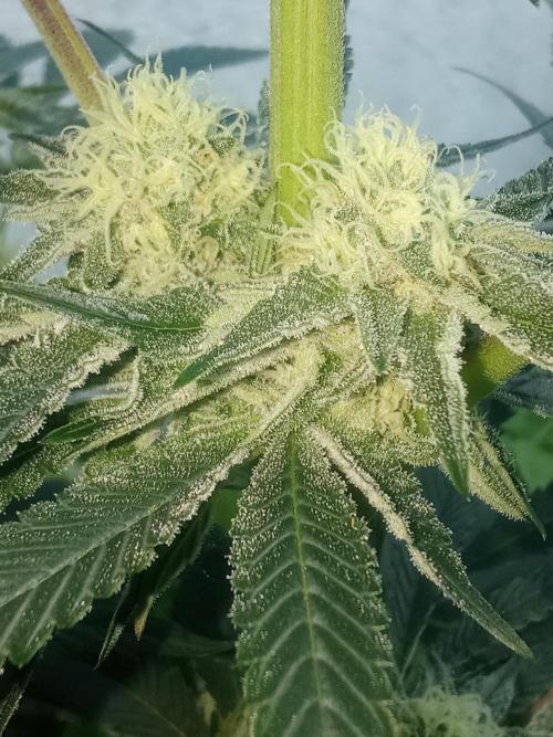 Sacred Terps _Chimera#3 X Bio Tabs. Week 11