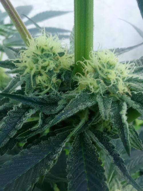 Sacred Terps _Chimera#3 X Bio Tabs. Week 11