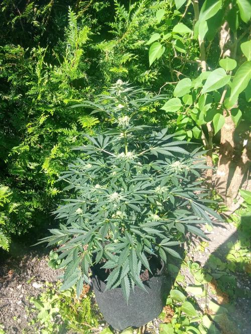 Sacred Terps _Chimera#3 X Bio Tabs. Week 11