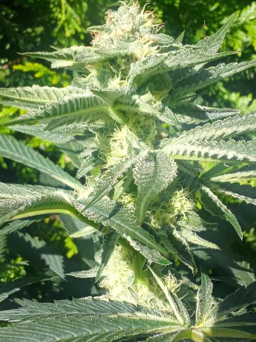 Sacred Terps _Chimera#3 X Bio Tabs. Week 11
