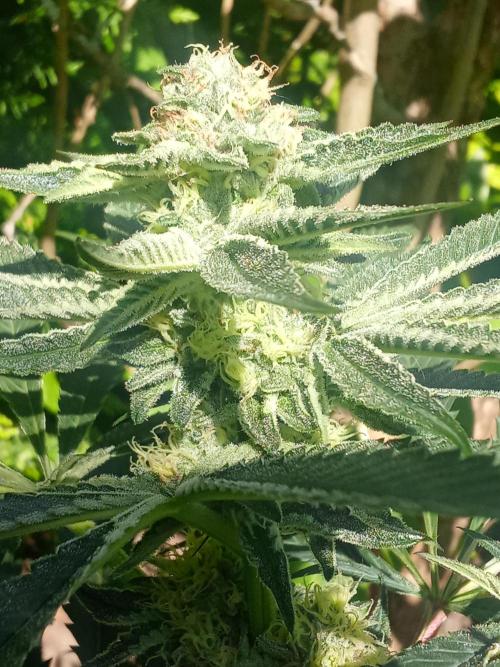 Sacred Terps _Chimera#3 X Bio Tabs. Week 11