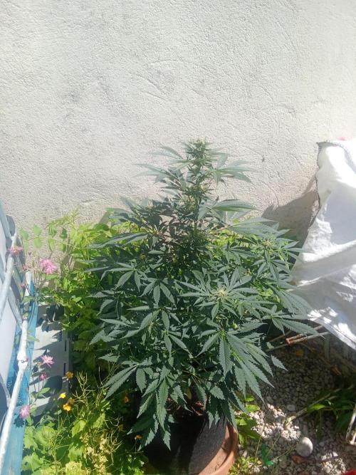 Sacred Terps _Chimera#3 X Bio Tabs. Week 11