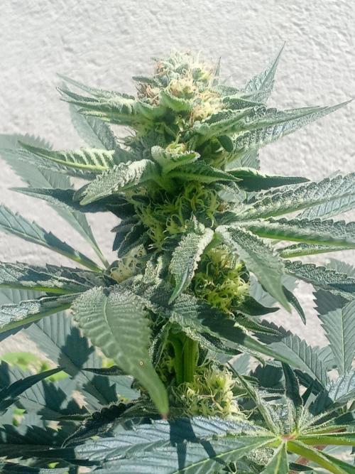 Sacred Terps _Chimera#3 X Bio Tabs. Week 11