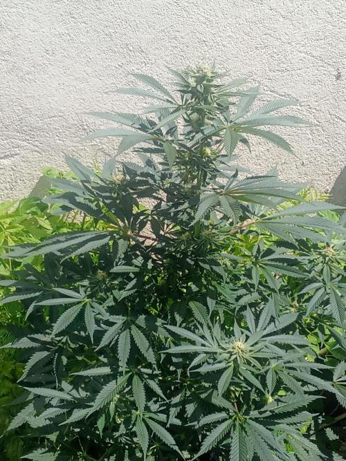 Sacred Terps _Chimera#3 X Bio Tabs. Week 11
