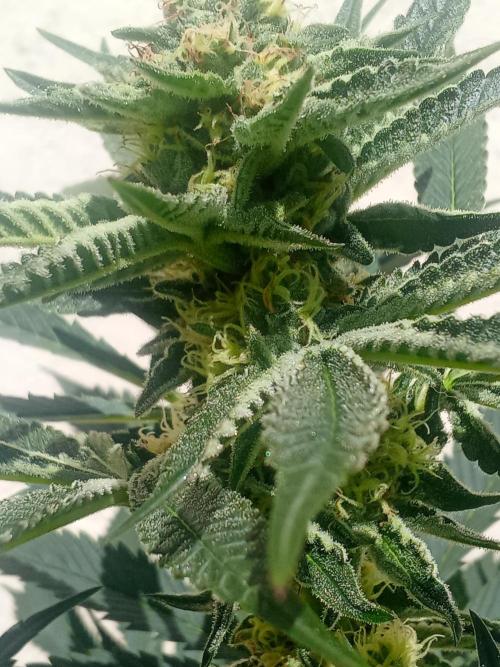 Sacred Terps _Chimera#3 X Bio Tabs. Week 11
