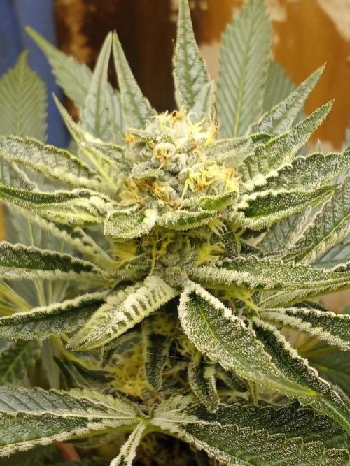 Sacred Terps _Chimera#3 X Bio Tabs. Week 11