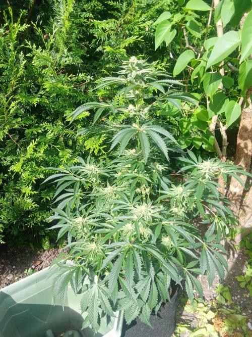 Sacred Terps _Chimera#3 X Bio Tabs. Week 12