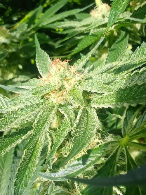 Sacred Terps _Chimera#3 X Bio Tabs. Week 12