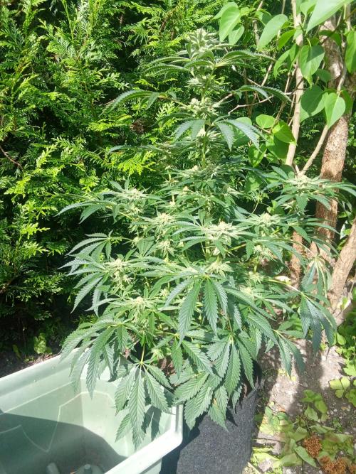 Sacred Terps _Chimera#3 X Bio Tabs. Week 12