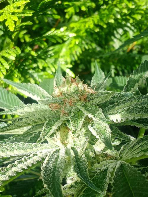 Sacred Terps _Chimera#3 X Bio Tabs. Week 12