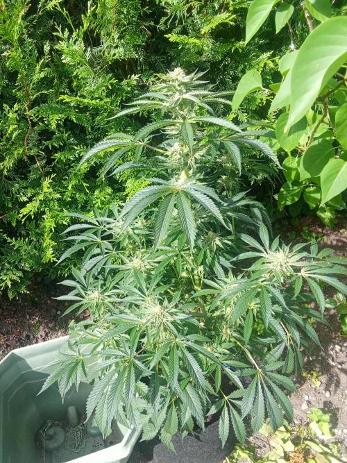 Sacred Terps _Chimera#3 X Bio Tabs. Week 12
