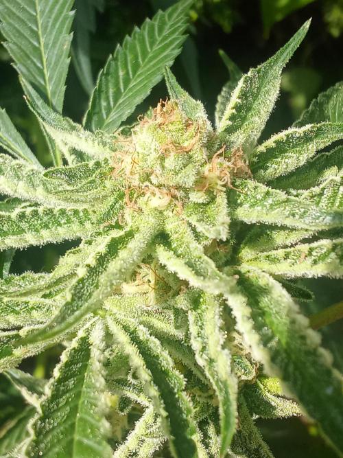 Sacred Terps _Chimera#3 X Bio Tabs. Week 12