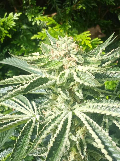 Sacred Terps _Chimera#3 X Bio Tabs. Week 12