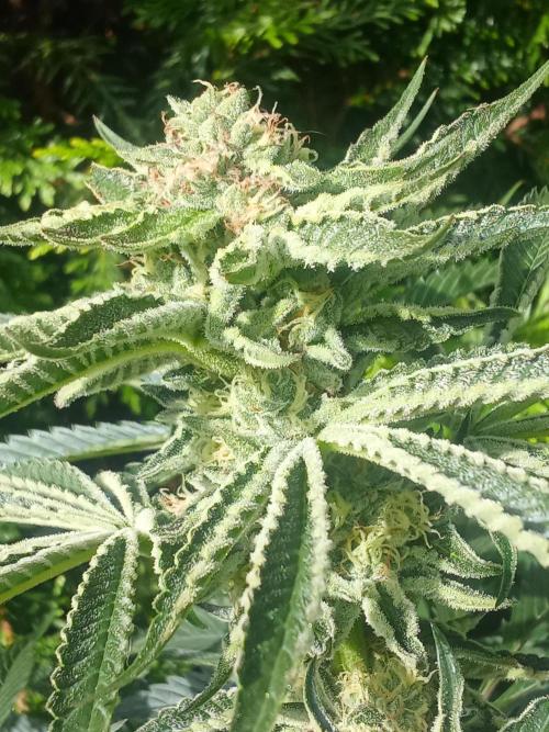 Sacred Terps _Chimera#3 X Bio Tabs. Week 12
