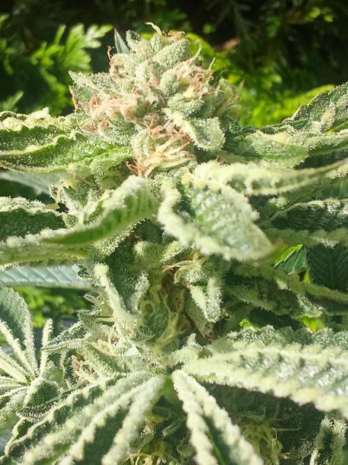 Sacred Terps _Chimera#3 X Bio Tabs. Week 12