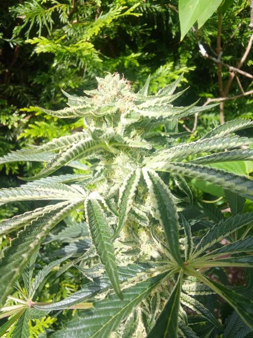 Sacred Terps _Chimera#3 X Bio Tabs. Week 12