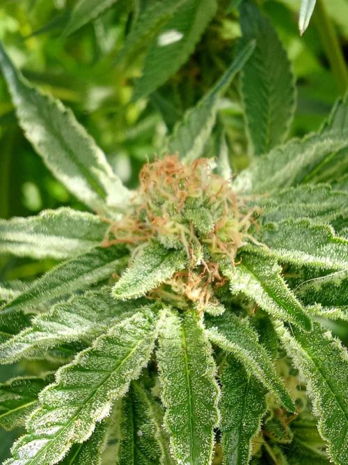Sacred Terps _Chimera#3 X Bio Tabs. Week 12