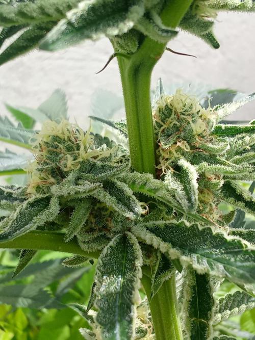 Sacred Terps _Chimera#3 X Bio Tabs. Week 12