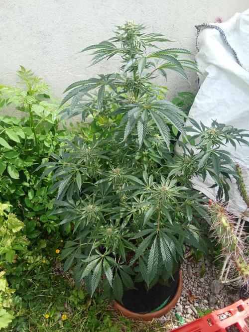 Sacred Terps _Chimera#3 X Bio Tabs. Week 12