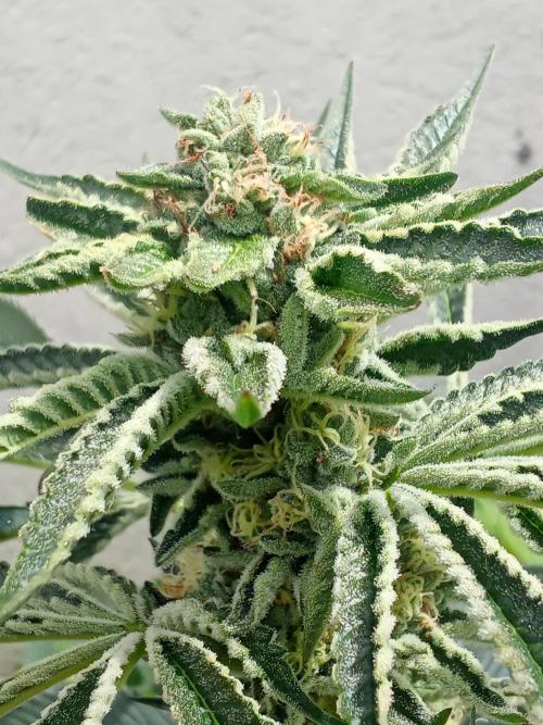 Sacred Terps _Chimera#3 X Bio Tabs. Week 12