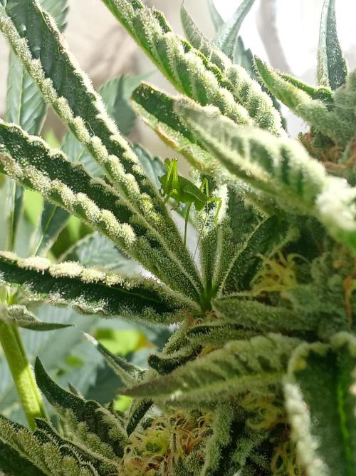 Sacred Terps _Chimera#3 X Bio Tabs. Week 12