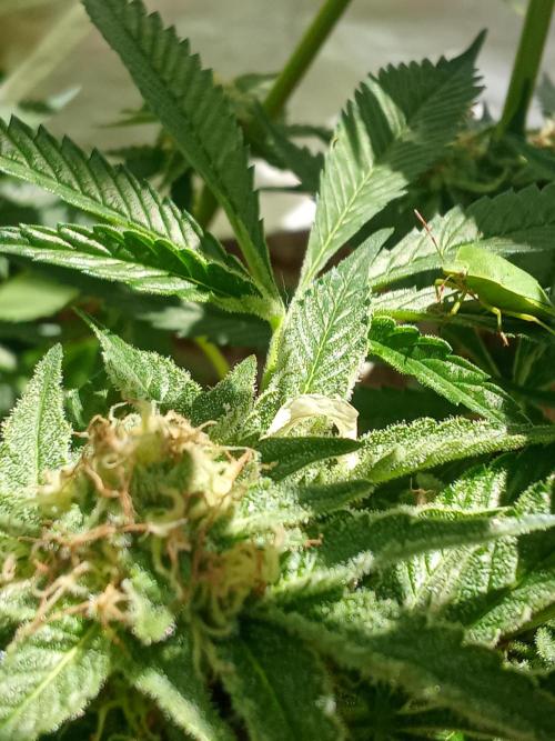 Sacred Terps _Chimera#3 X Bio Tabs. Week 12