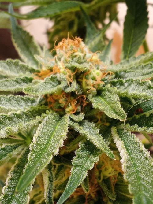 Sacred Terps _Chimera#3 X Bio Tabs. Week 13