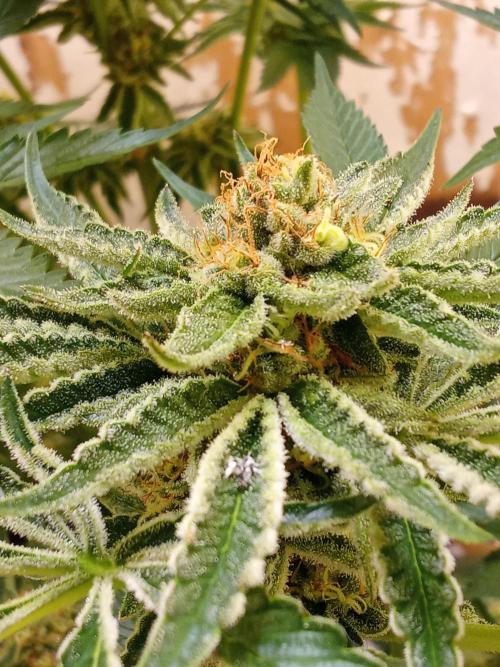 Sacred Terps _Chimera#3 X Bio Tabs. Week 13