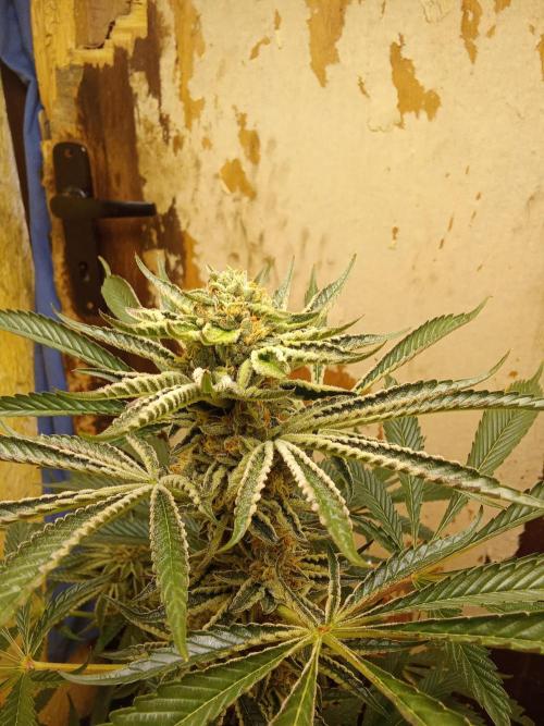 Sacred Terps _Chimera#3 X Bio Tabs. Week 13