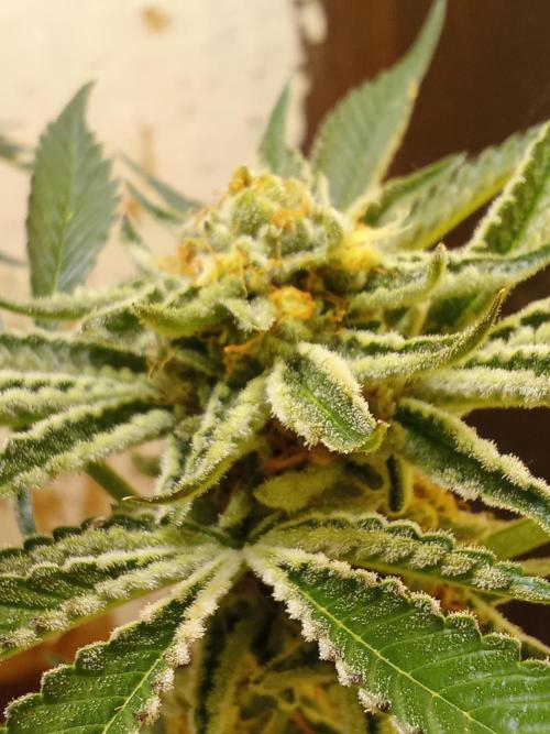 Sacred Terps _Chimera#3 X Bio Tabs. Week 13