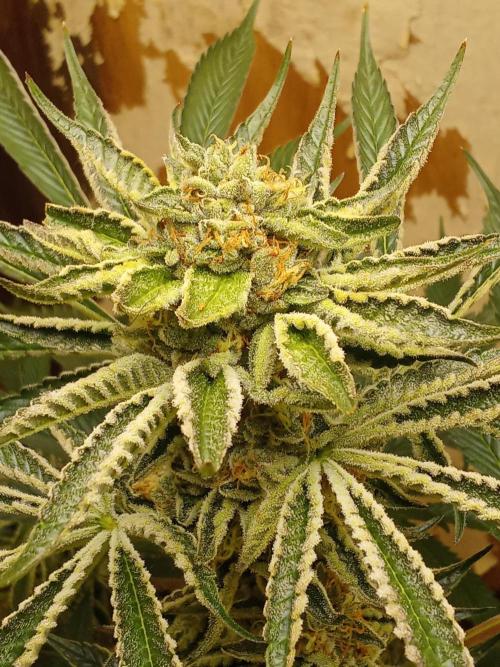Sacred Terps _Chimera#3 X Bio Tabs. Week 13