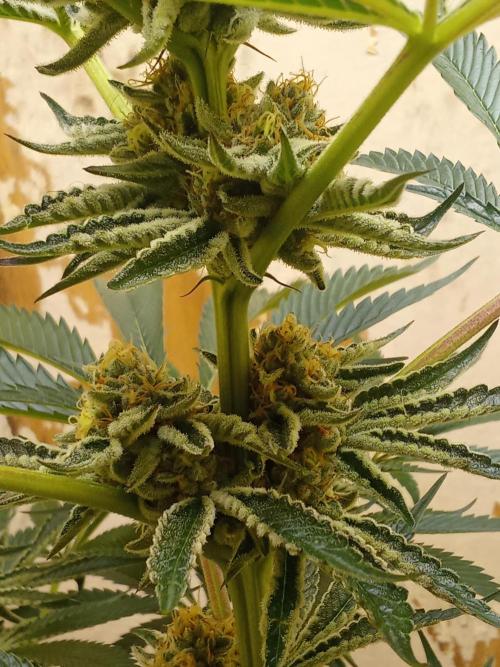 Sacred Terps _Chimera#3 X Bio Tabs. Week 13