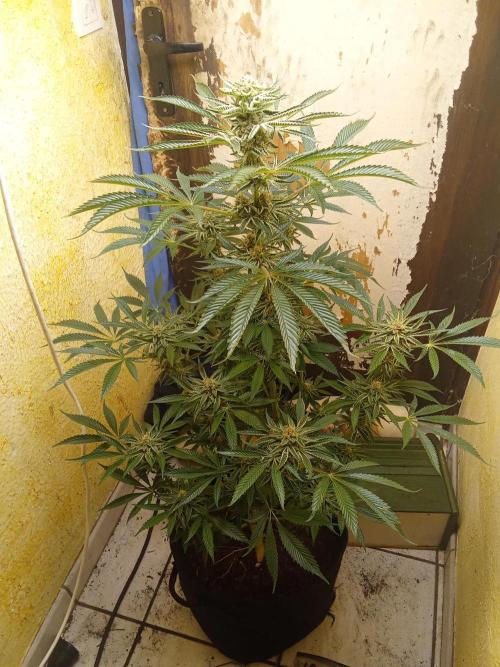 Sacred Terps _Chimera#3 X Bio Tabs. Week 13