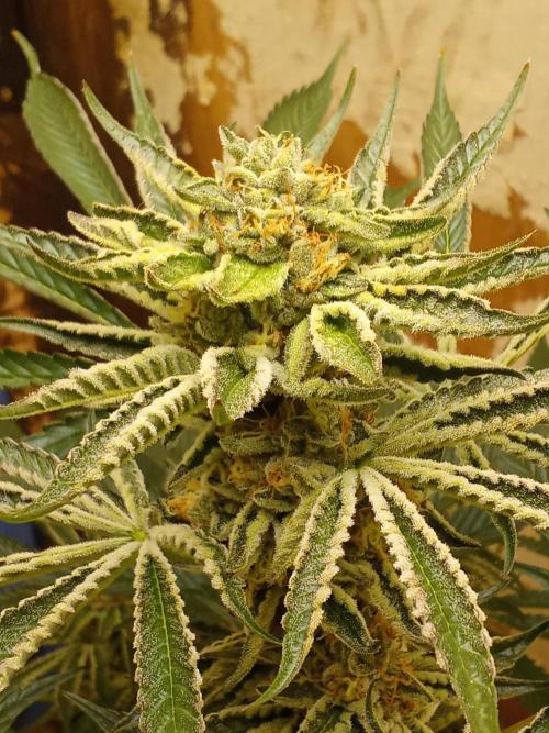 Sacred Terps _Chimera#3 X Bio Tabs. Week 13