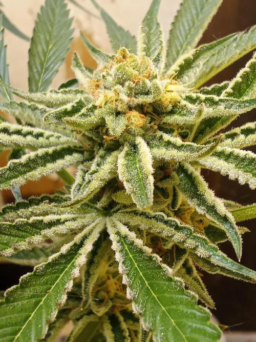 Sacred Terps _Chimera#3 X Bio Tabs. Week 13