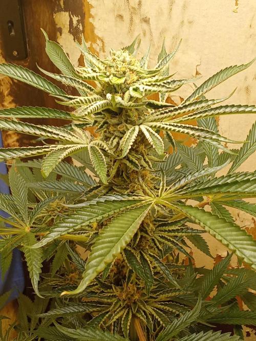 Sacred Terps _Chimera#3 X Bio Tabs. Week 13