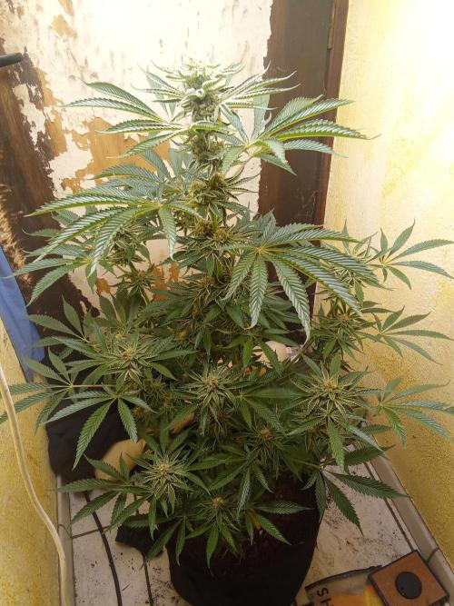 Sacred Terps _Chimera#3 X Bio Tabs. Week 13