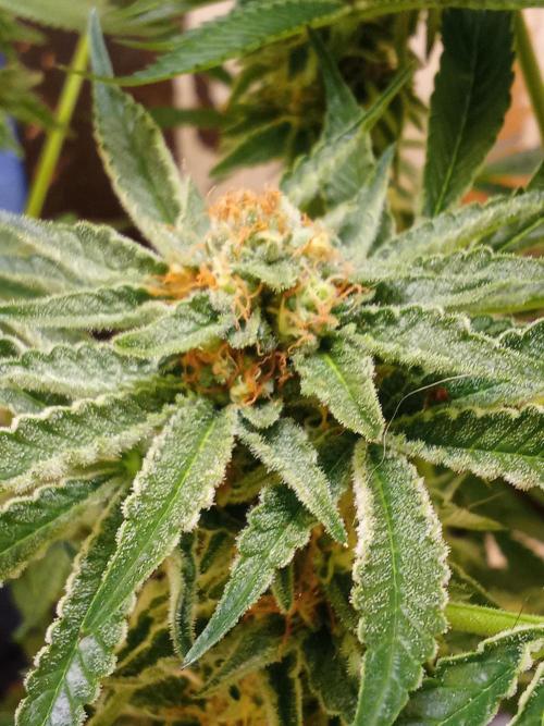 Sacred Terps _Chimera#3 X Bio Tabs. Week 13