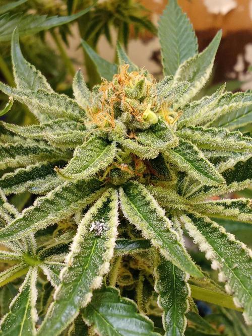 Sacred Terps _Chimera#3 X Bio Tabs. Week 13