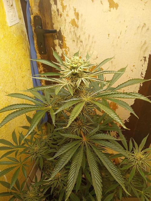 Sacred Terps _Chimera#3 X Bio Tabs. Week 13