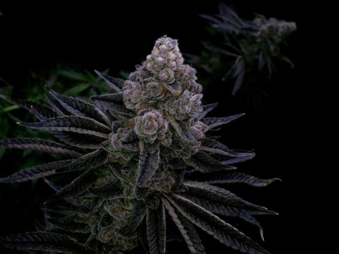 2-in-1 Grow Tent 120x90x180cm (4'x3'x6'). Week 0