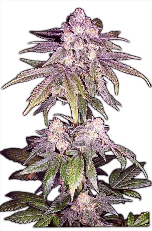 Orange Cake. Week 0