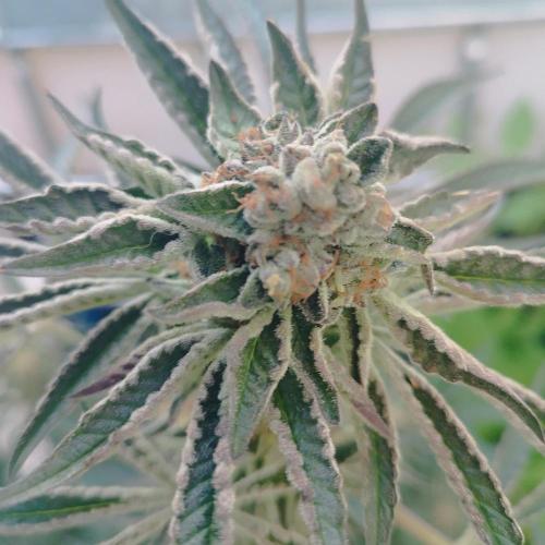 Sacred Terps _Chimera#3 X Bio Tabs. Week 14