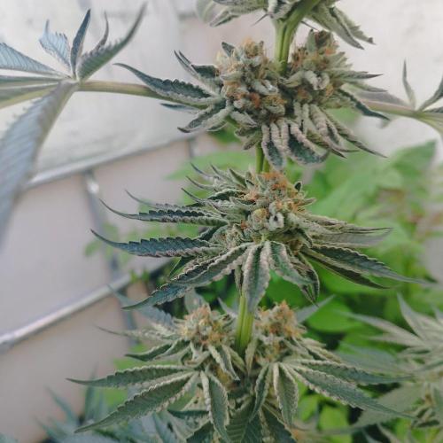Sacred Terps _Chimera#3 X Bio Tabs. Week 14