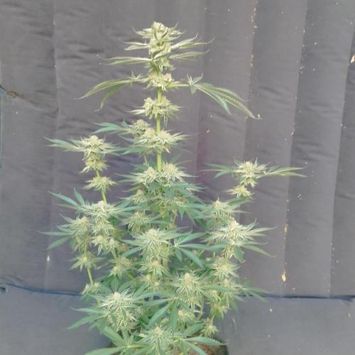Sacred Terps _Chimera#3 X Bio Tabs. Week 14