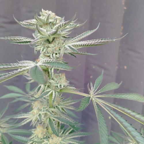 Sacred Terps _Chimera#3 X Bio Tabs. Week 14