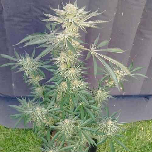 Sacred Terps _Chimera#3 X Bio Tabs. Week 14
