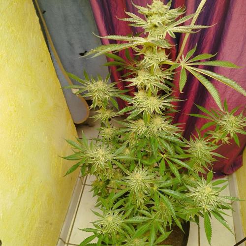 Sacred Terps _Chimera#3 X Bio Tabs. Week 14